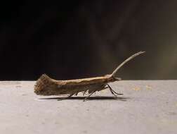 صورة Plutella xylostella Linnaeus 1767