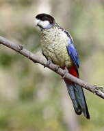 Image of Northern Rosella