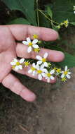 Image of Montanoa leucantha subsp. arborescens (A. P. DC.) V. A. Funk