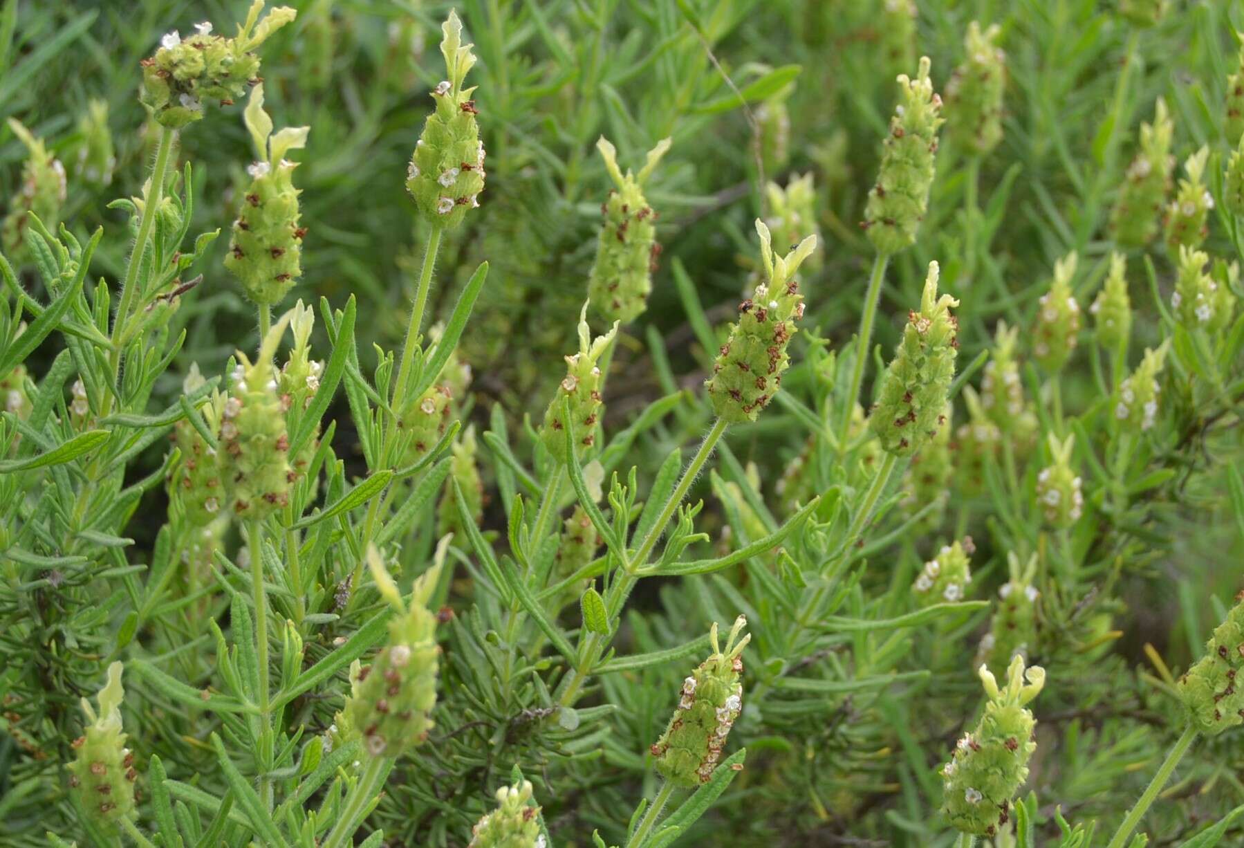 Image of Lavandula viridis L'Hér.