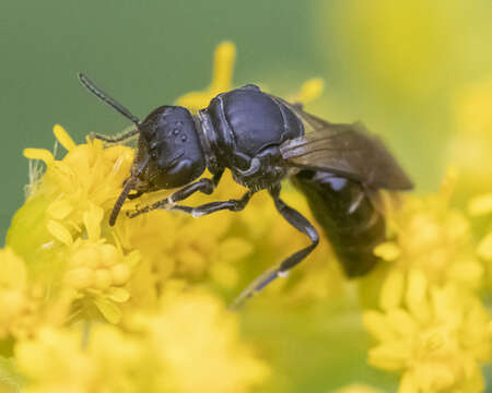 Imagem de Hylaeus basalis (Smith 1853)