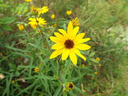 Image of swamp sunflower