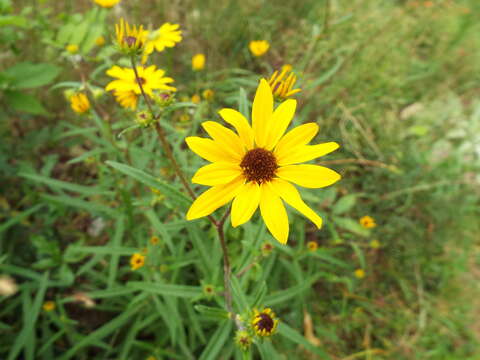 Image of swamp sunflower