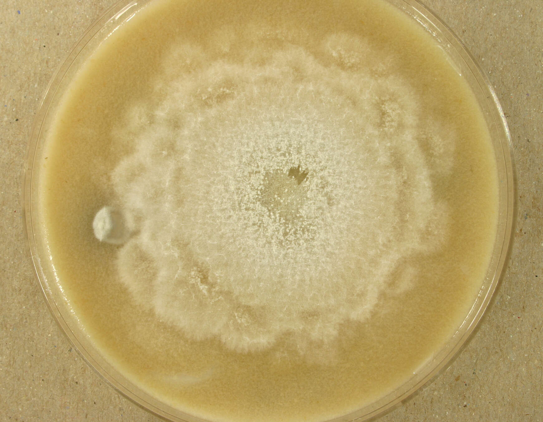 Image of Aphanoascus fulvescens (Cooke) Apinis 1968
