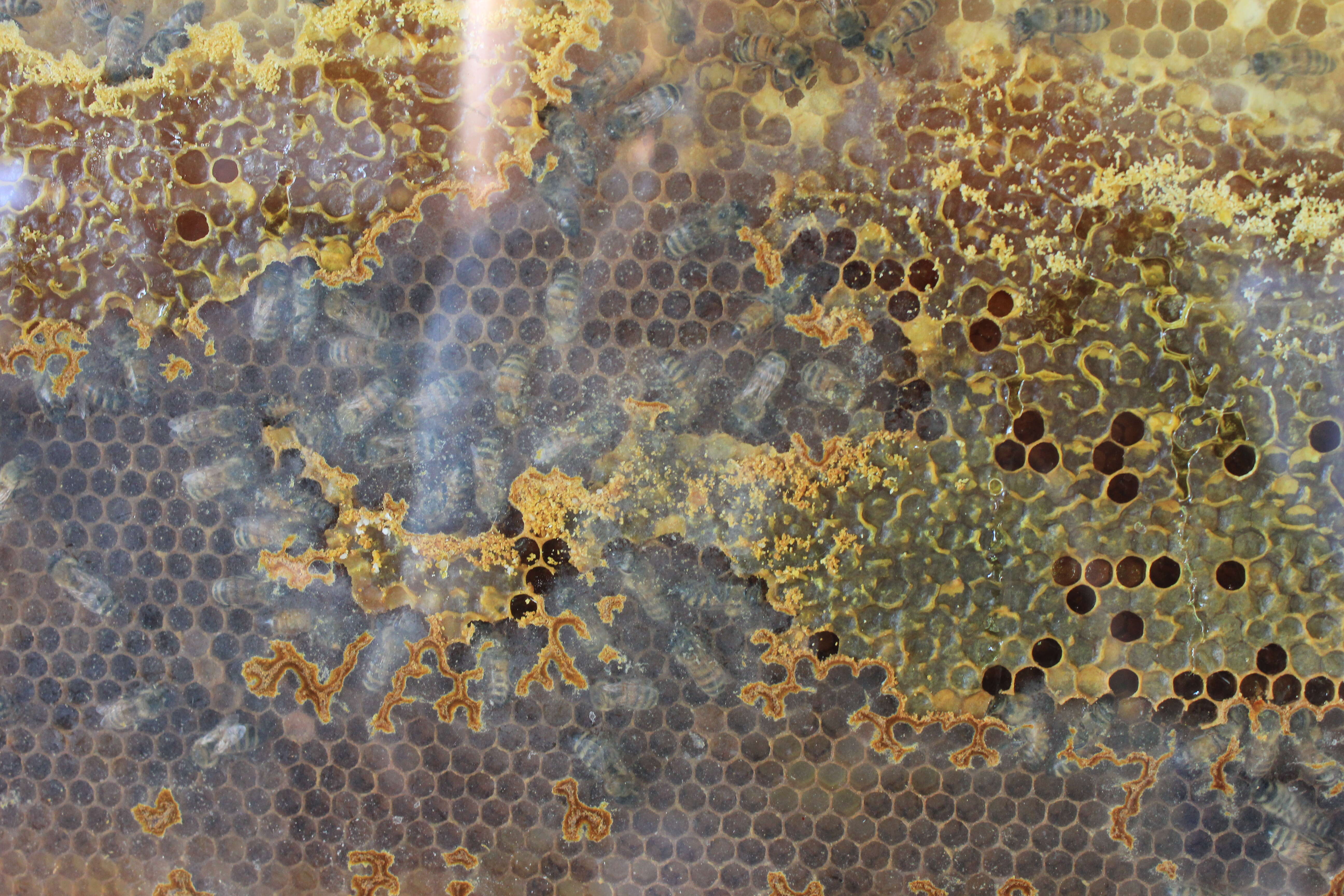 Image of plasterer bees