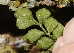 Image of Asplenium dentatum L.