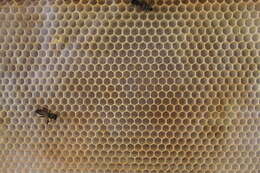 Image of plasterer bees