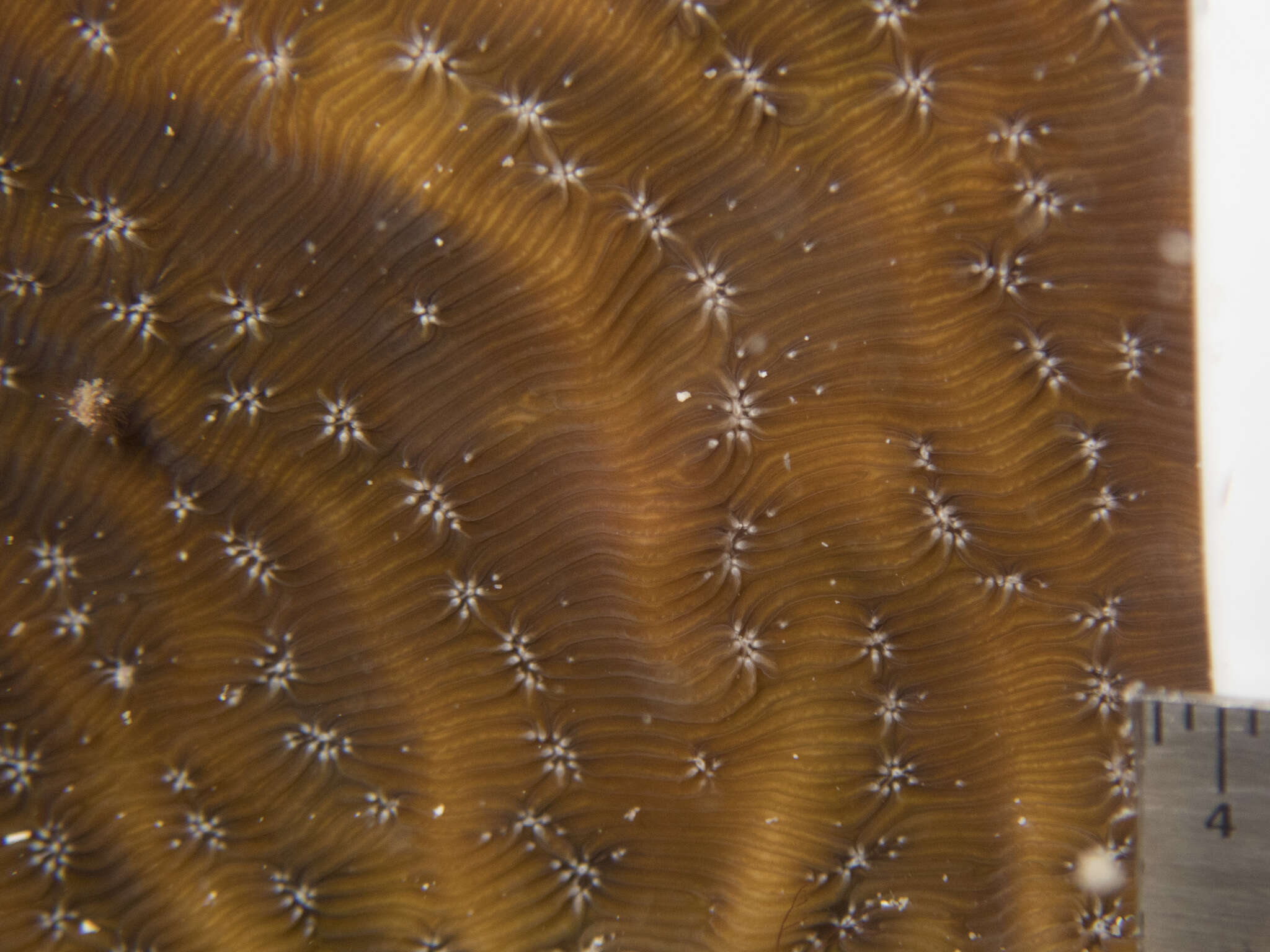 Image of Lamarck´s sheet coral