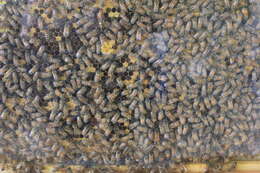 Image of plasterer bees