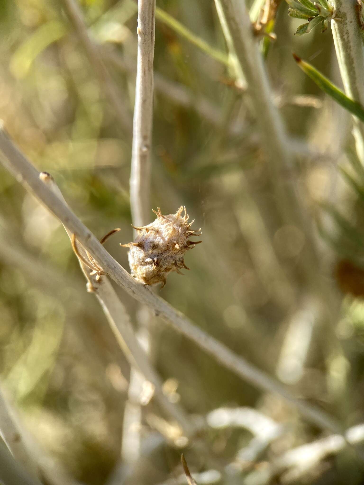 Image of Rhopalomyia utahensis Felt 1916