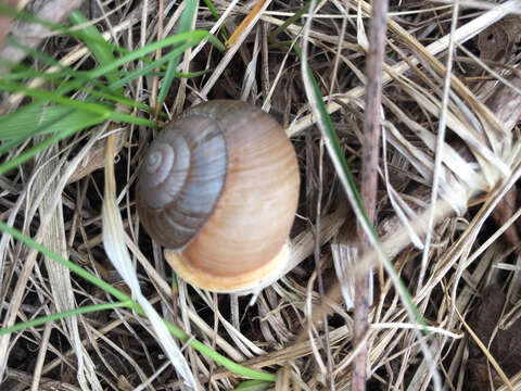 Image of <i>Neohelix albolabris</i>