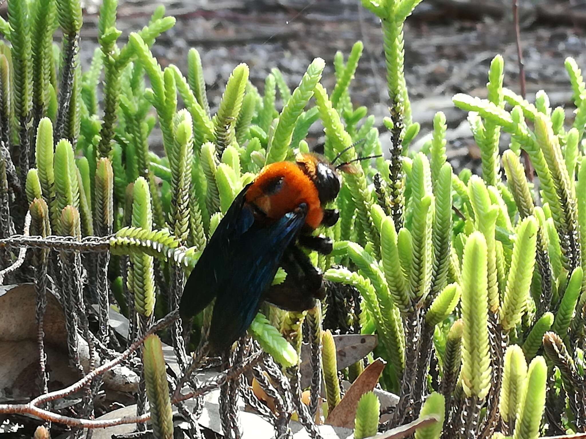 Image of Xylocopa flavorufa (De Geer 1778)