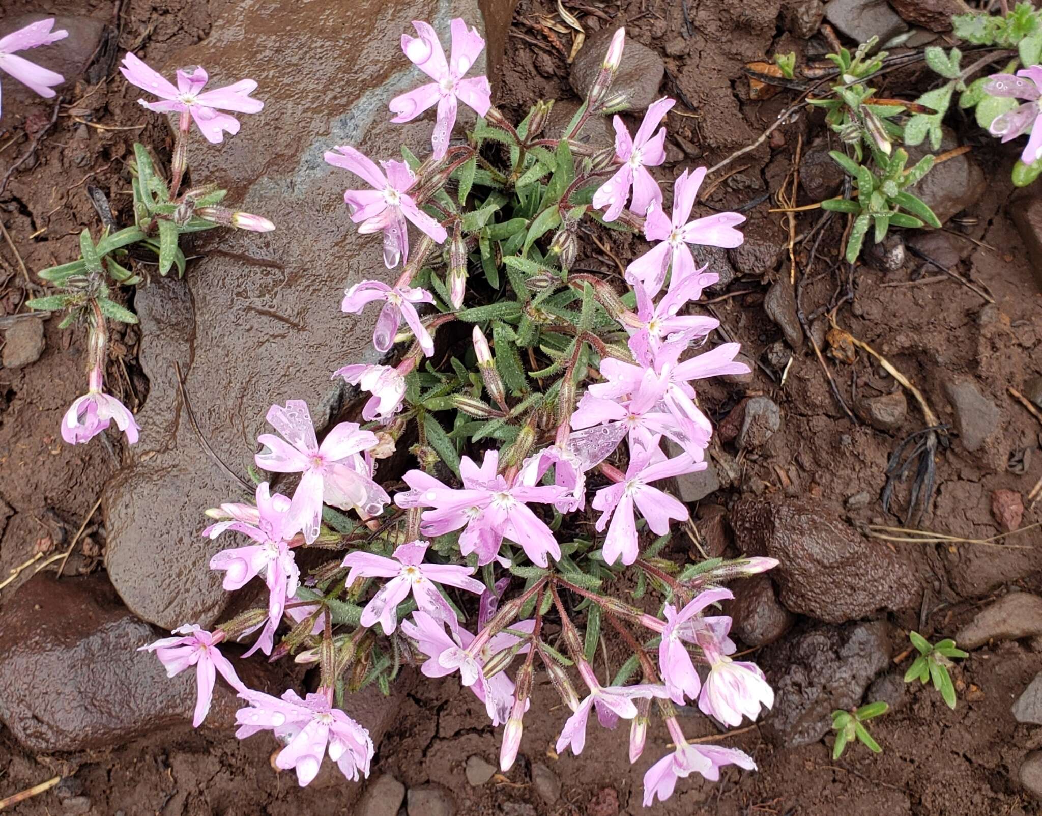 Image of Woodhouse's phlox