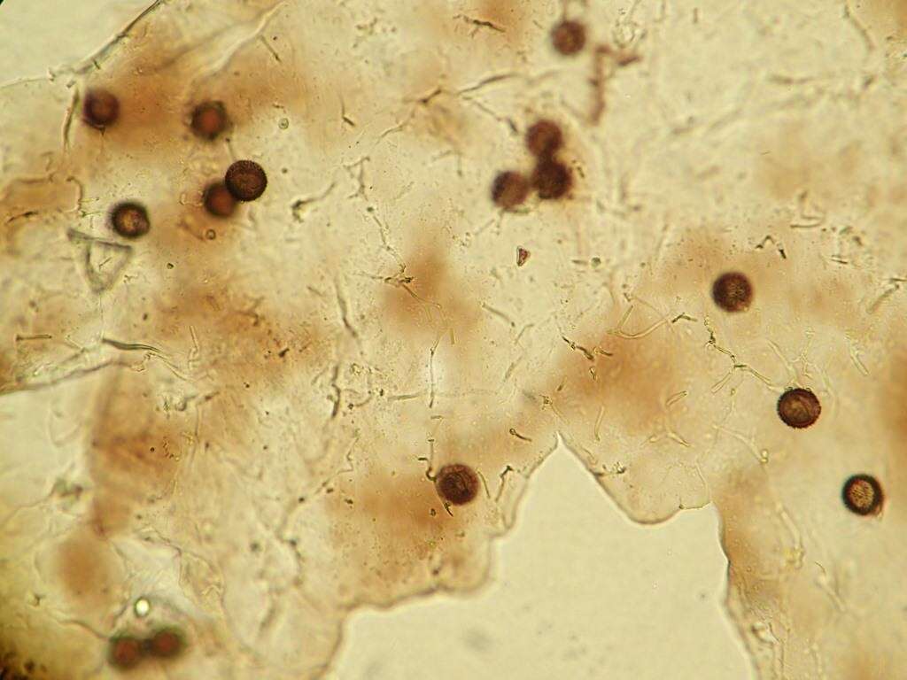 Imagem de Lamproderma echinosporum