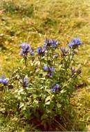 Image of Gentiana asclepiadea L.