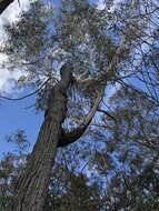 Imagem de Eucalyptus sieberi L. A. S. Johnson