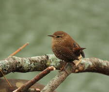 Image of Eastern Winter Wren