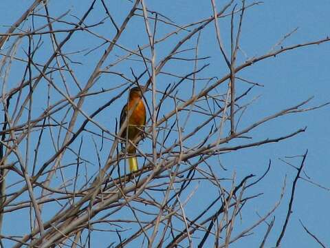 Imagem de Icterus galbula (Linnaeus 1758)