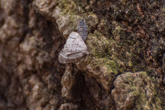 Image of Fall Cankerworm