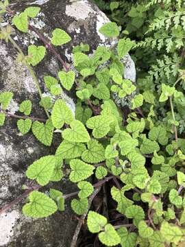 Stachys reticulata Codd resmi