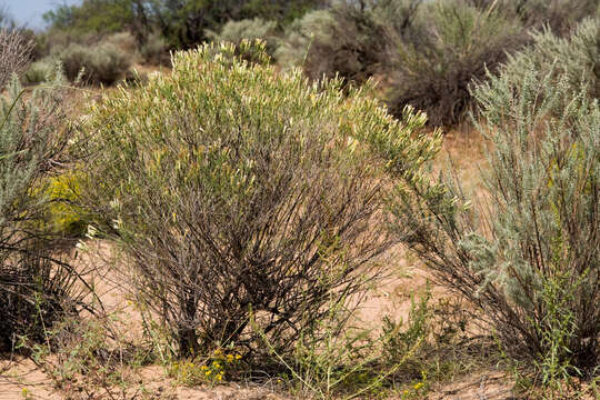 Image of southwestern rabbitbrush