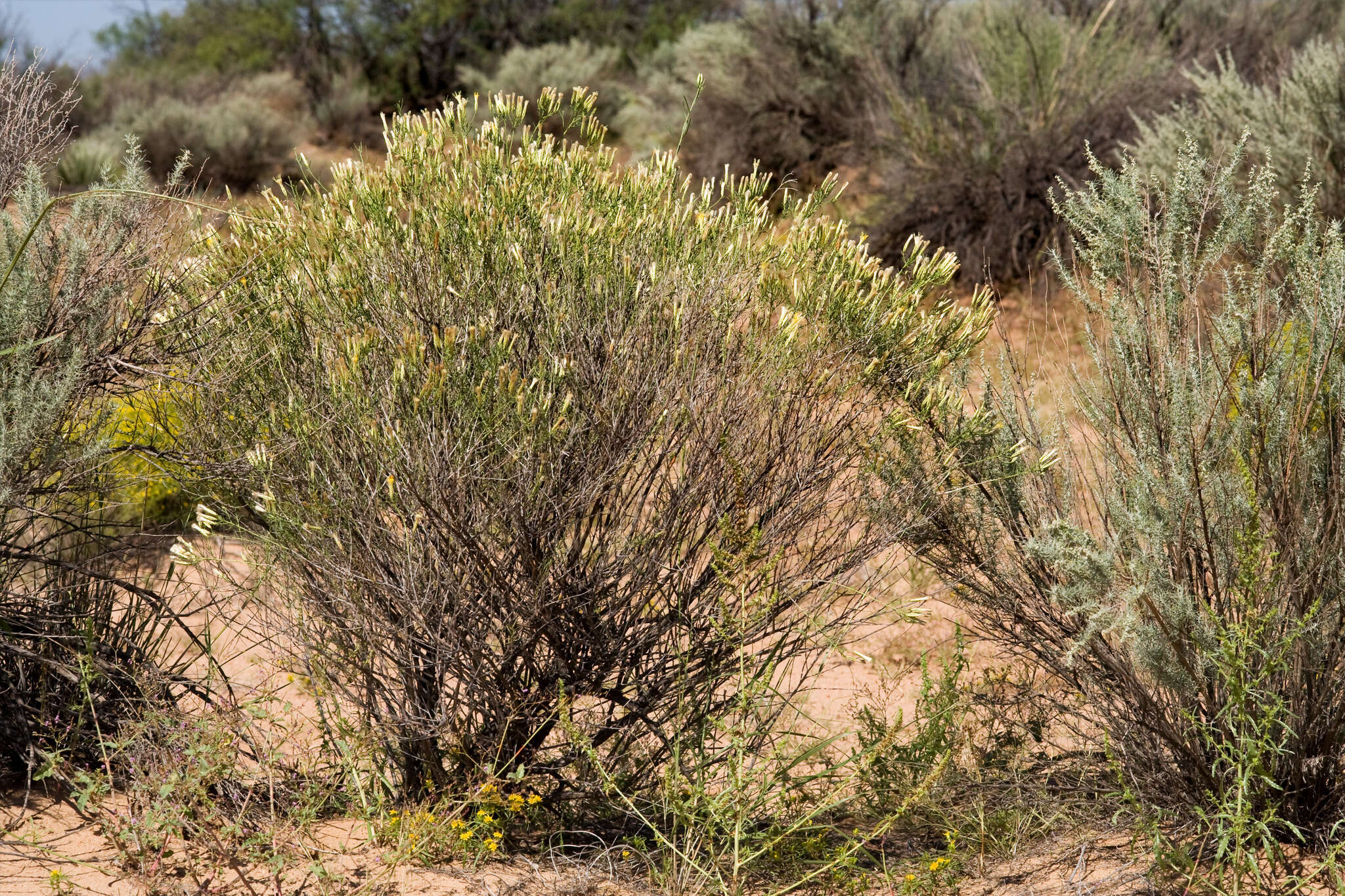 Lorandersonia pulchella (A. Gray) Urbatsch, R. P. Roberts & Neubig的圖片