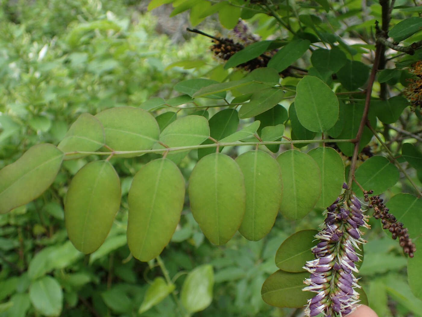 Imagem de Amorpha glabra Poir.