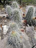 Image of Echinocereus parkeri subsp. gonzalezii (N. P. Taylor) N. P. Taylor