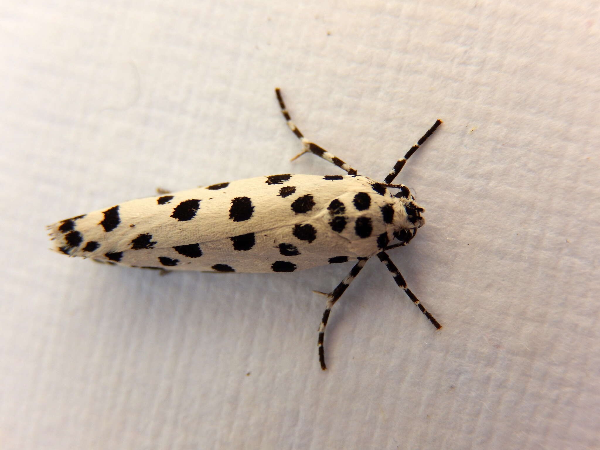 Image of Ethmia clytodoxa Turner 1917