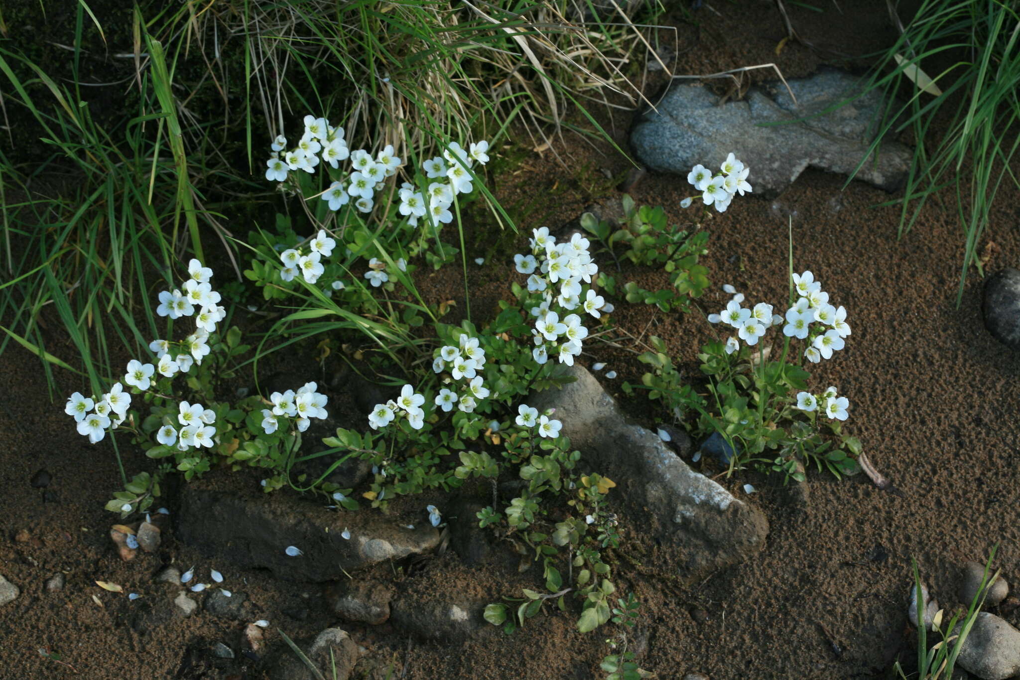 Imagem de Cardamine prorepens Fisch.