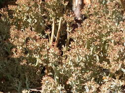 Image of cup lichen