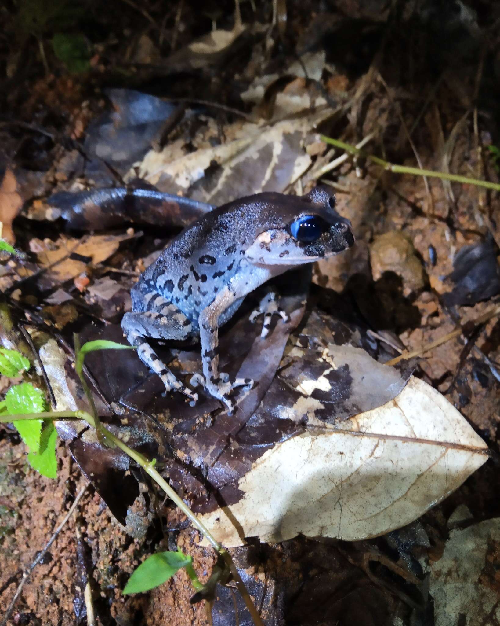 Image of Hasselt's Litter Frog