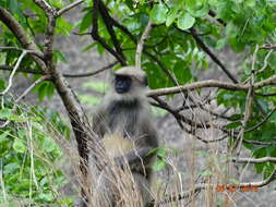 Image de Semnopithecus hypoleucos Blyth 1841