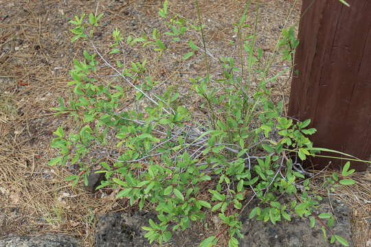 Image of red buckthorn