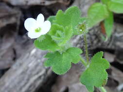 Image of glandular speedwell