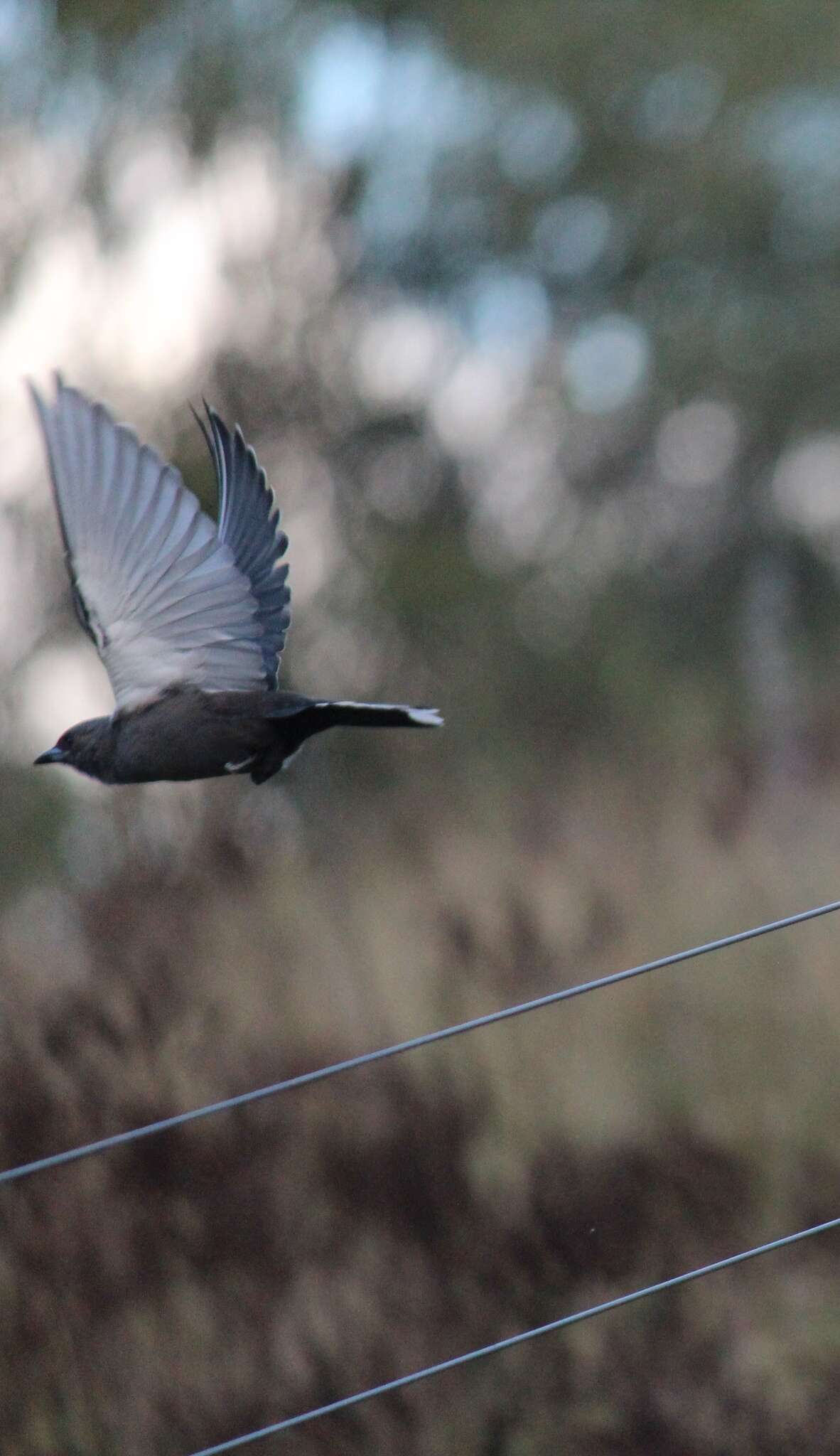 Image of Dusky Woodswallow