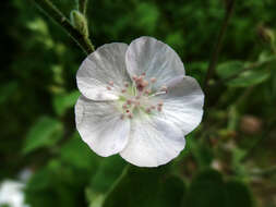 Image of Bastardiastrum gracile (Hochr.) D. M. Bates