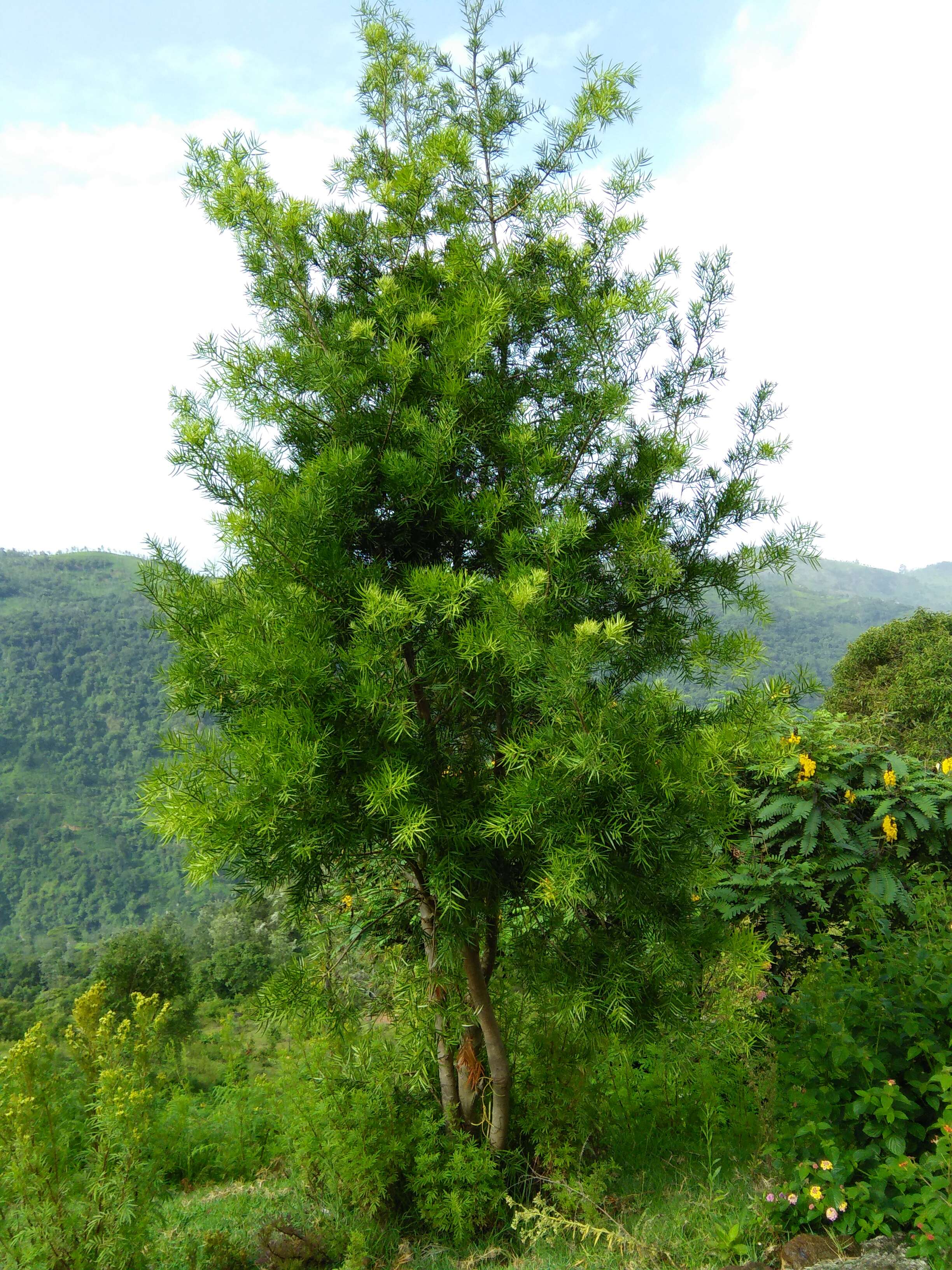 Image of Yellowwood