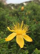 Image of Hypericum balearicum L.