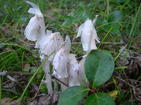 Image of Indian Pipe