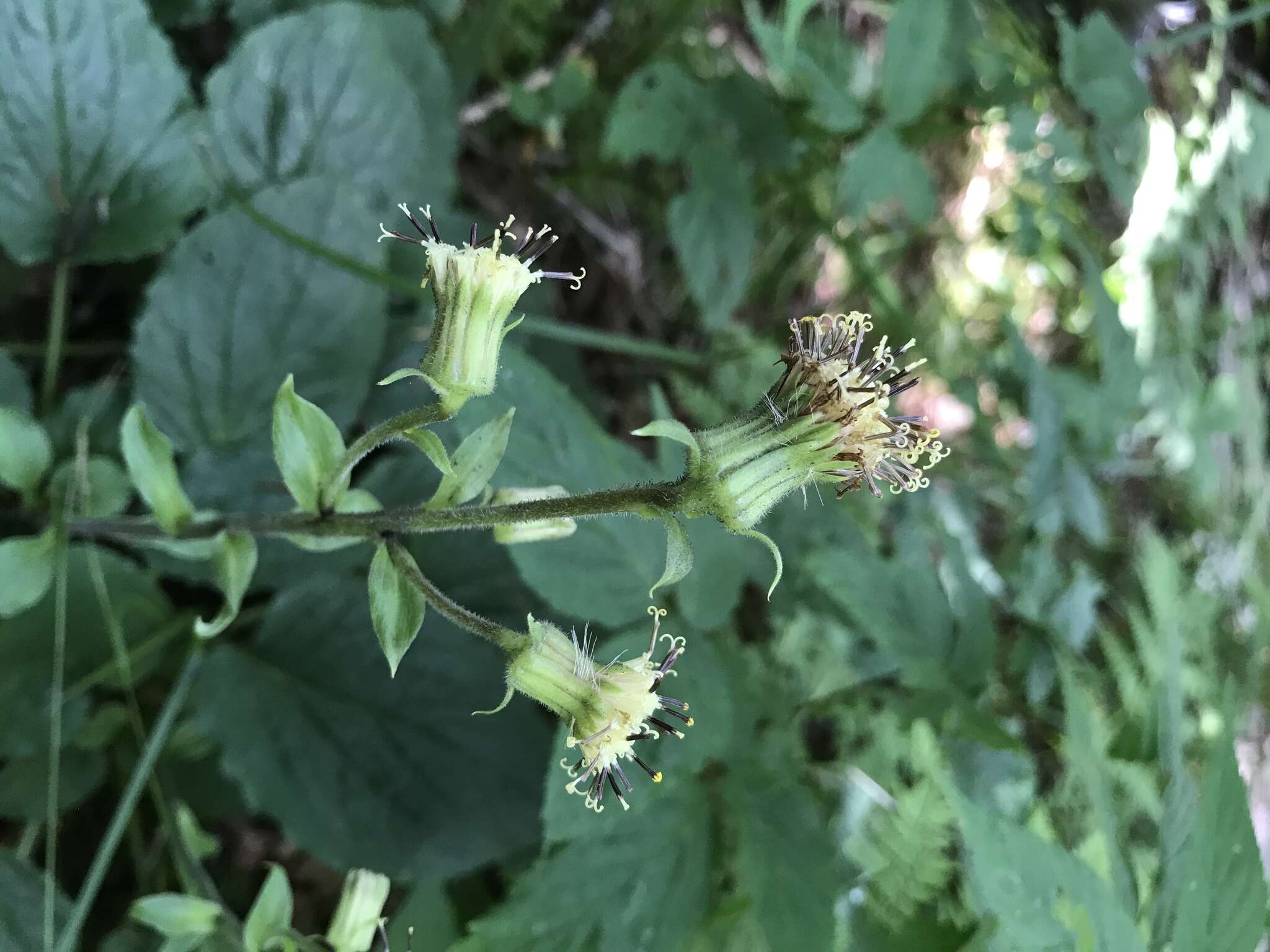 Image of Rugel's Indianplantain