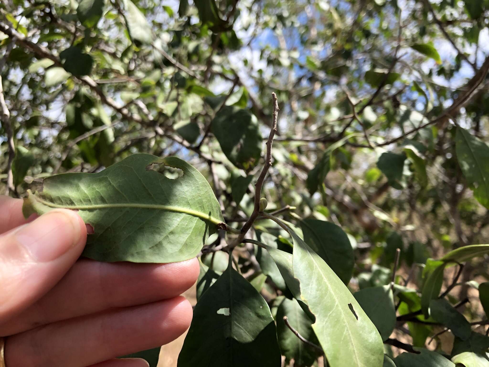 Geijera salicifolia Schott的圖片