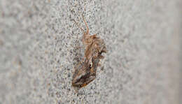 Image of Alfalfa Looper Moth