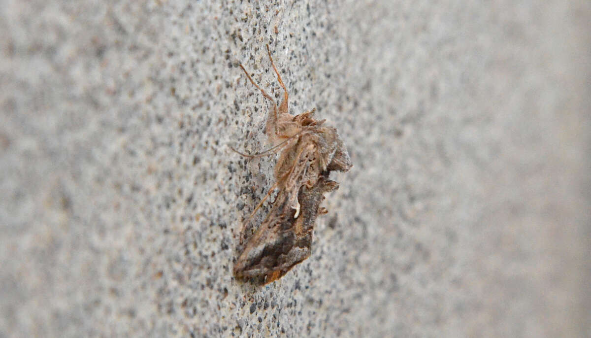 Image of Alfalfa Looper Moth