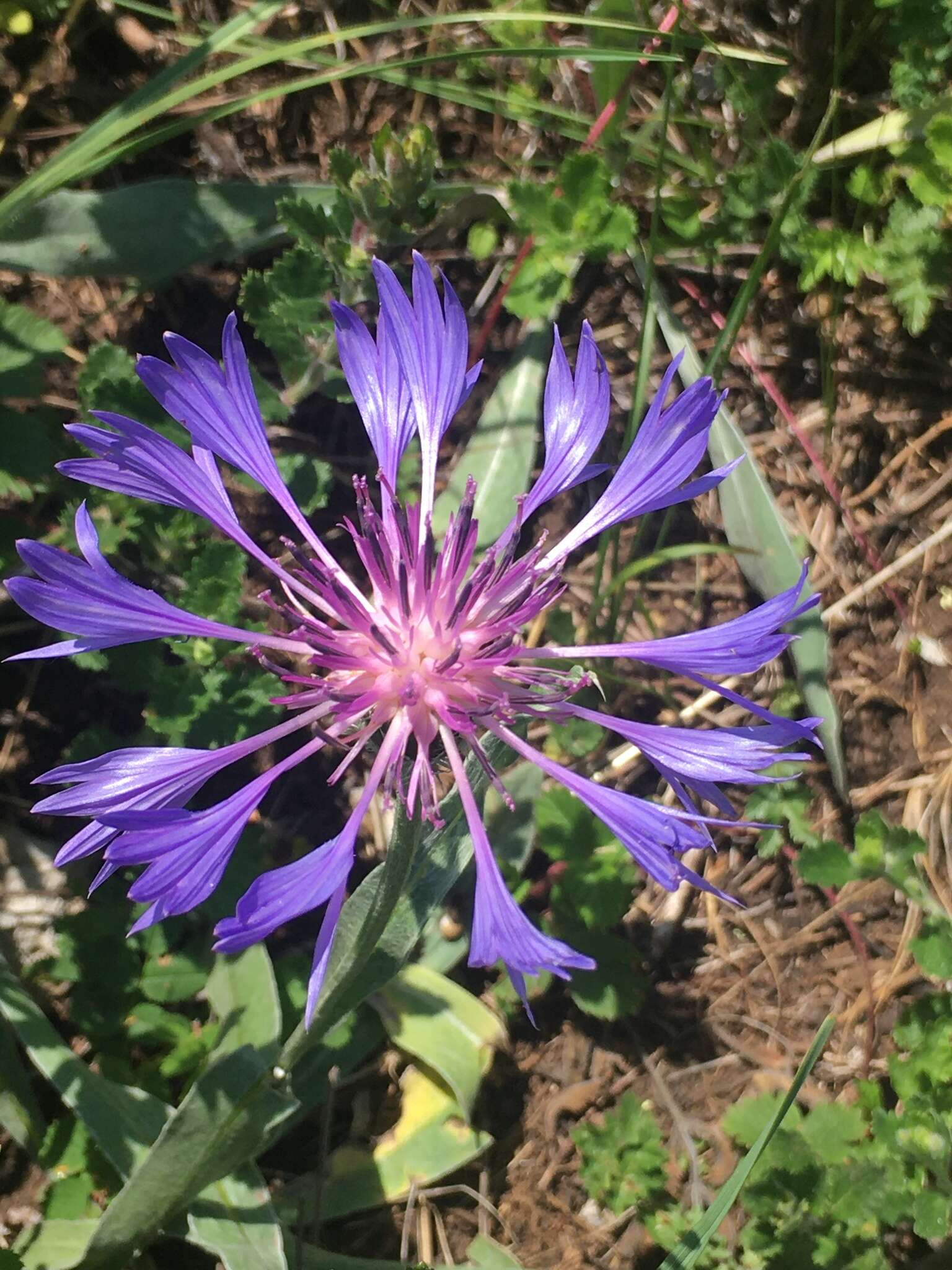 Image of Centaurea fuscomarginata (K. Koch) Juz.