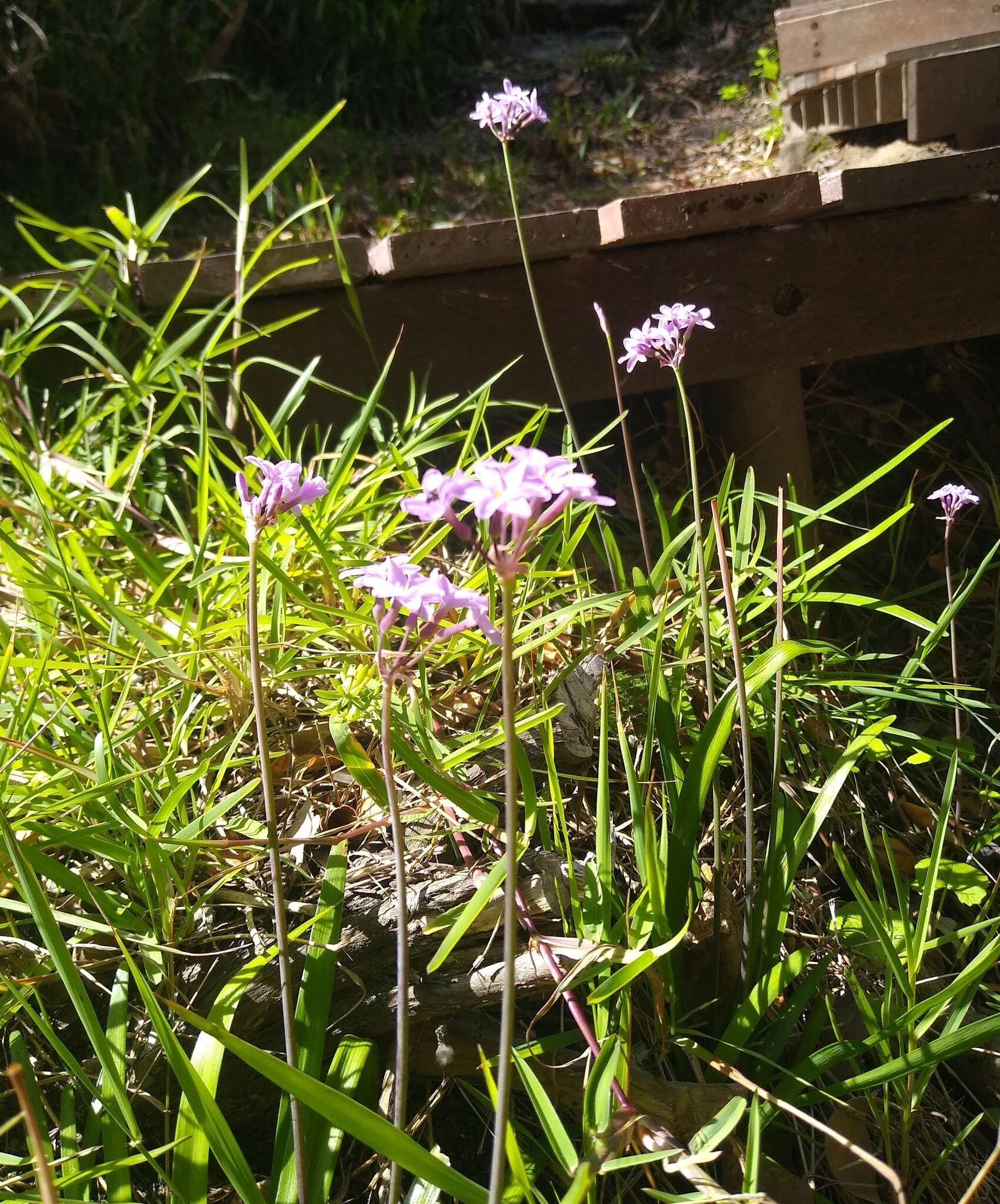 Imagem de Tulbaghia maritima Vosa