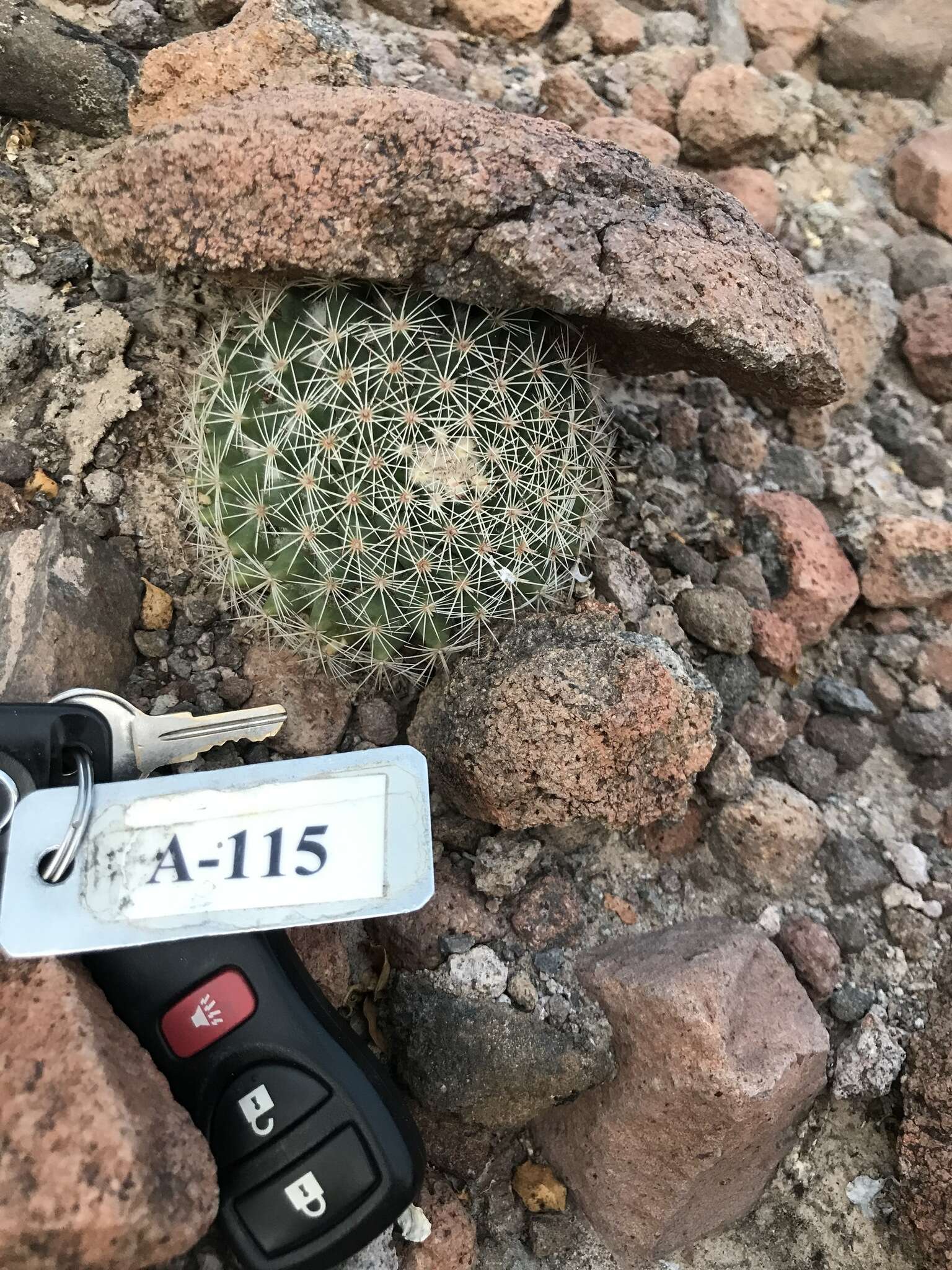 Image de Mammillaria brandegeei (J. M. Coult.) Engelm. ex K. Brandegee