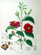 Image of camellia