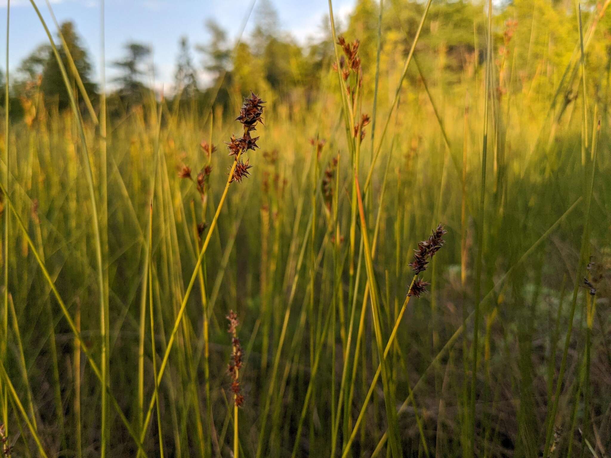 Plancia ëd Carex sterilis Willd.