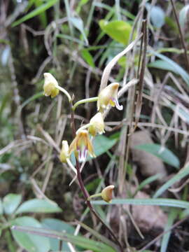 Imagem de Polystachya bifida Lindl.